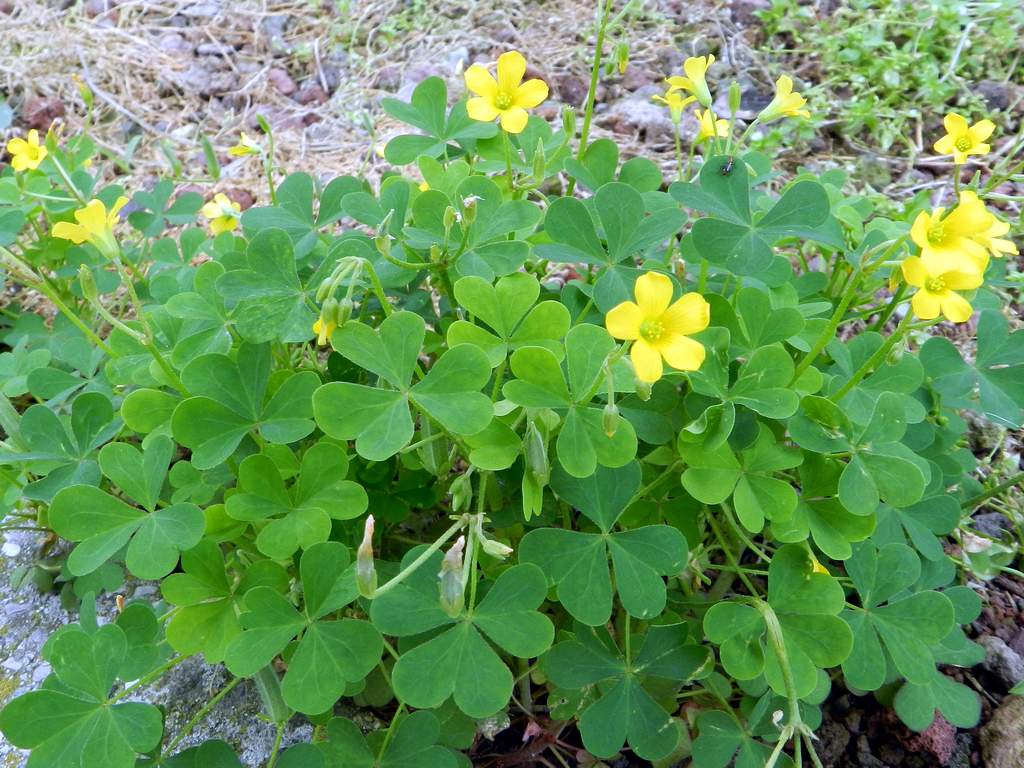 Oxalis sp. da determinare